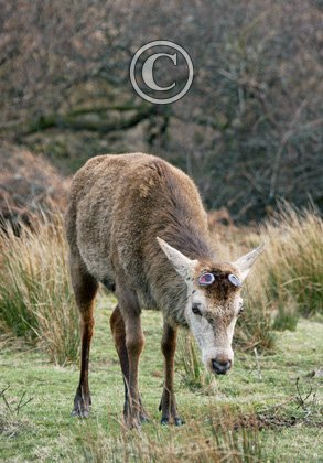 Red Stag Cast Antlers   Islay  2  2010